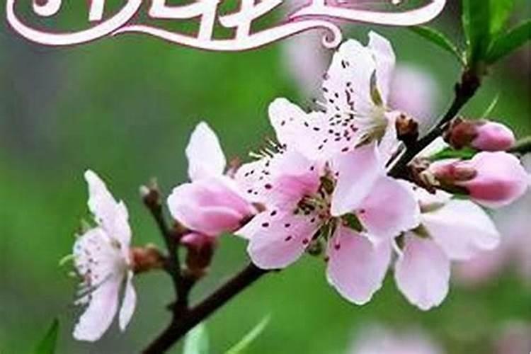 本命年桃花运旺