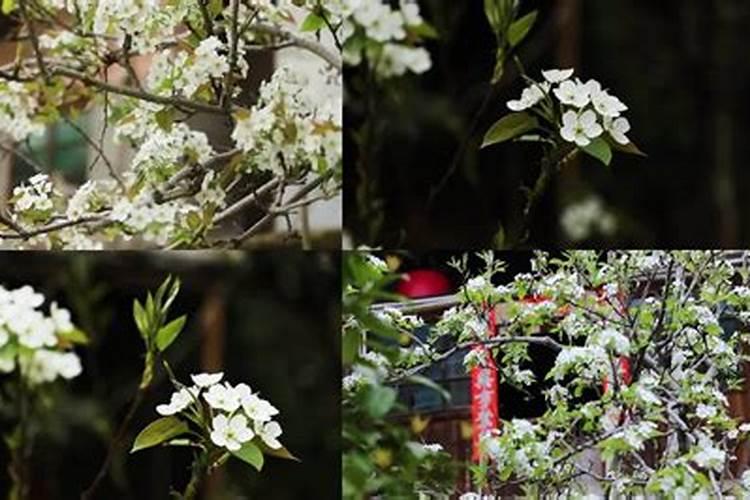 龙族 落尽红樱君不见 轻绘梨花泪沾衣 这首歌的名字叫什么？