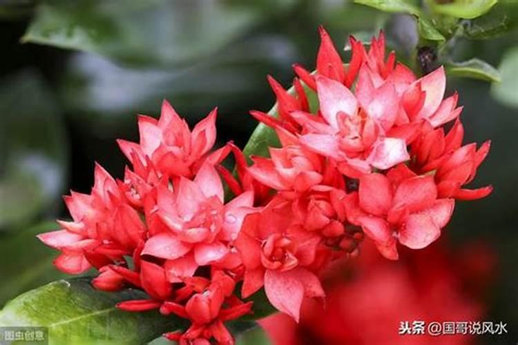 正月初五接财神句子怎么说