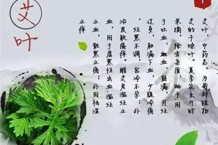 端午时节如何用艾草养生 只顾吃粽子你就亏大了