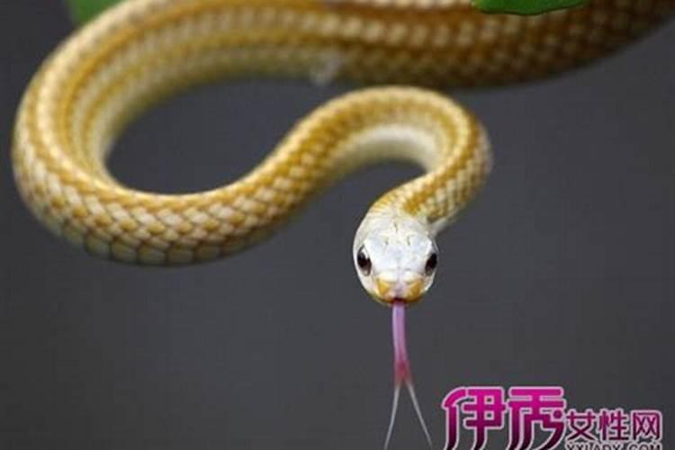 午睡梦到蛇是什么兆头？