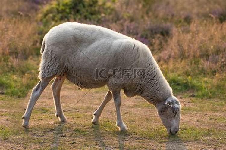 梦到三只羊是什么预兆