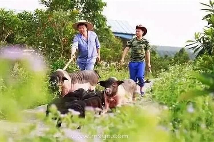 我梦见我爸送我十头大猪预兆好吗？