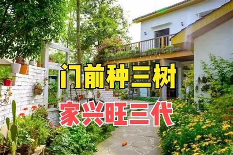别墅庭院风水名贵树种都有哪些
