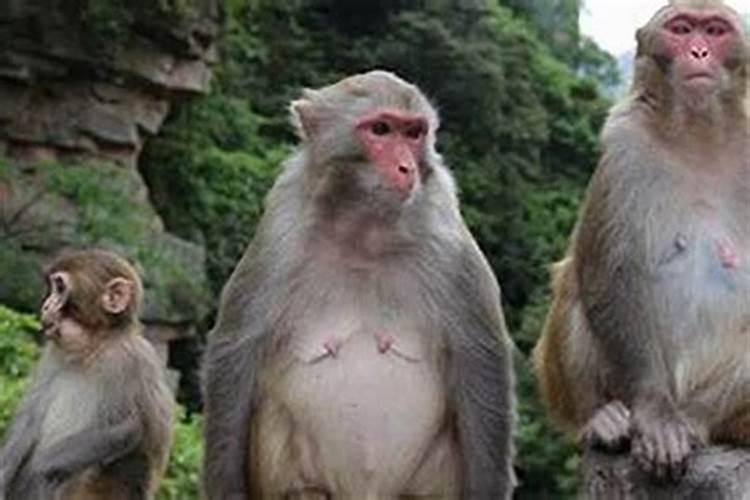 董易奇十二生肖2025运程