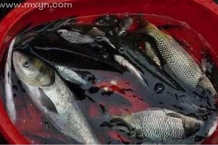 为什么我买的锦鲤鱼回来没几天会死了啊？