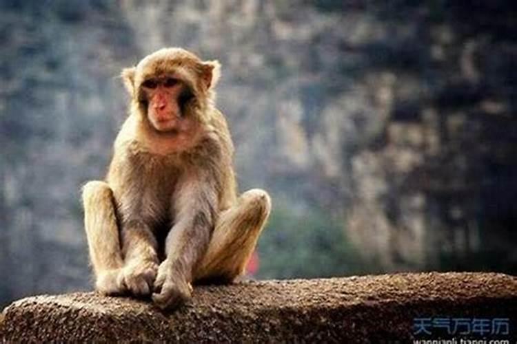 狗与猴属相婚配怎样,十二生肖属相狗和猴婚配会有好结果吗？