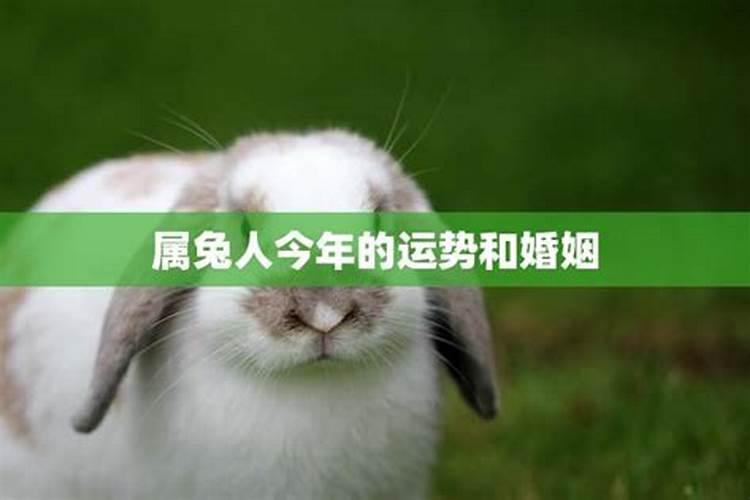 生肖兔2024年7月运势及运程