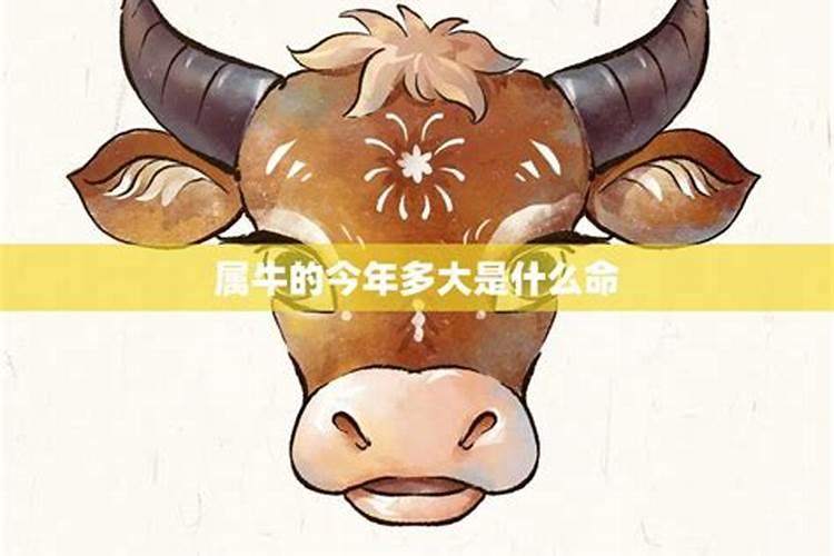 属牛人2025年运势分析