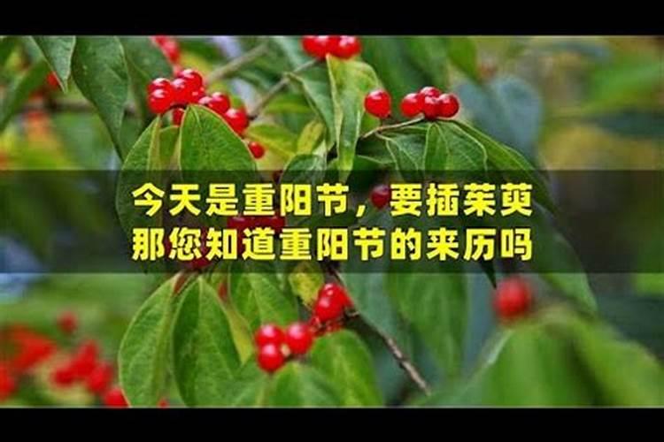 重阳节为什么要插茱萸