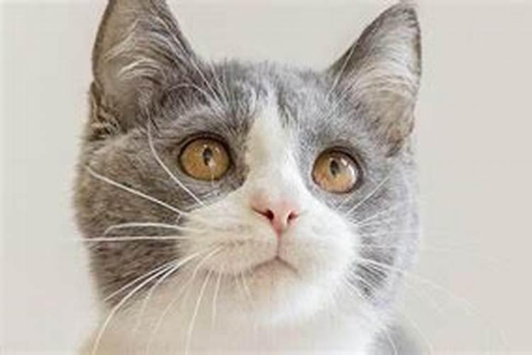 梦见活猫咬着死猫