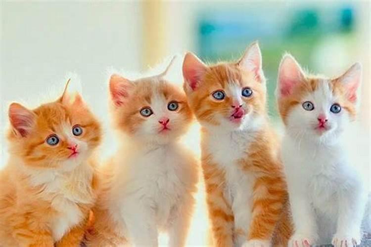 自从养了猫运气就一直不好？