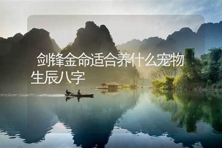 养猫能招财吗？你的八字能养猫吗