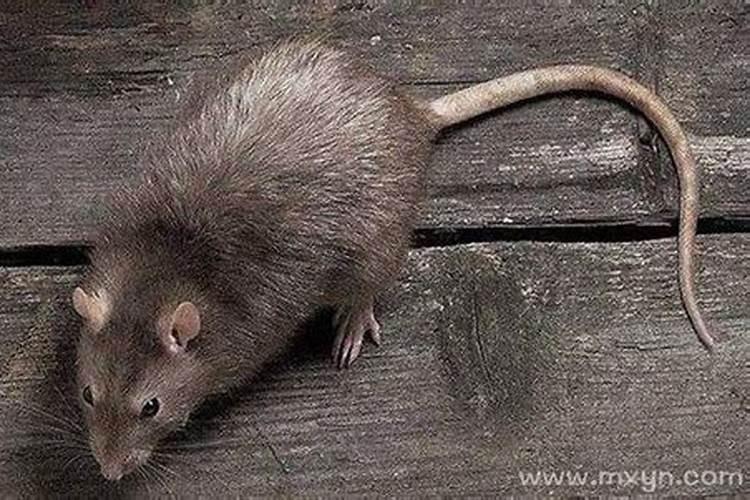 梦见老鼠怀孕是什么意思
