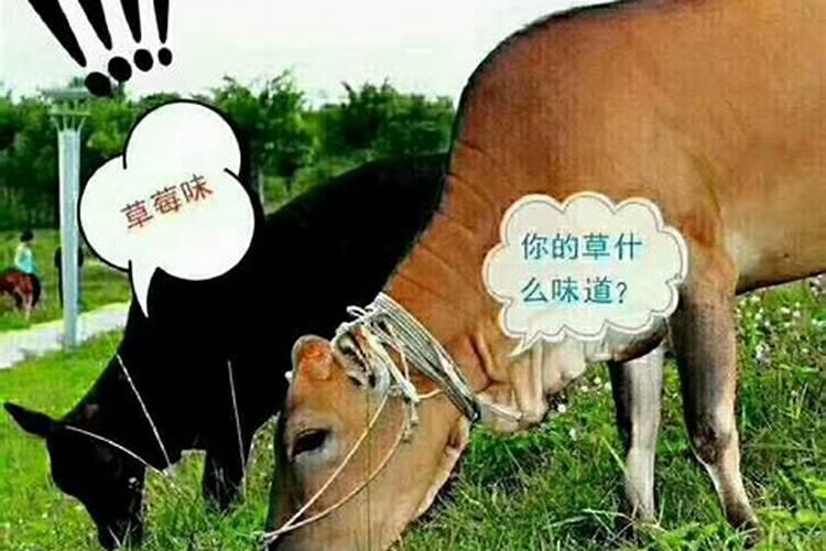 梦到有人牵着一头牛进我们家了,直接把我吓醒了？