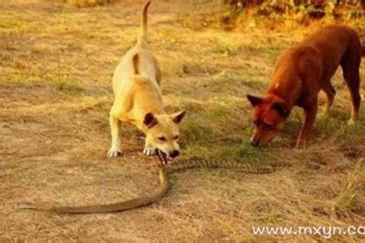梦见蛇咬狗是什么意思周公解梦？