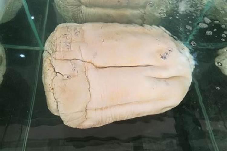 石太岁是什么东西