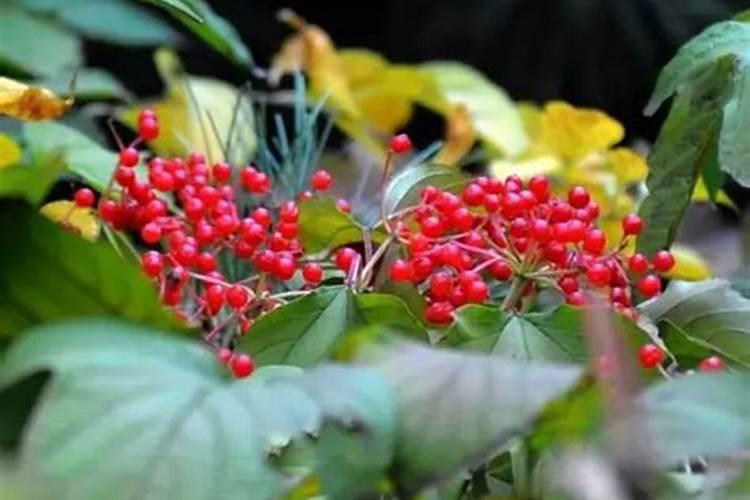 山西春节的风俗