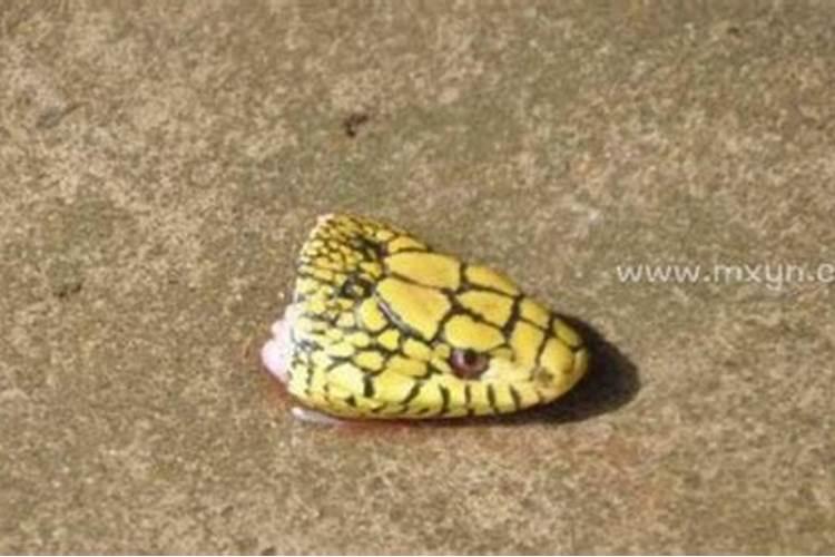 梦到蛇还把蛇杀了