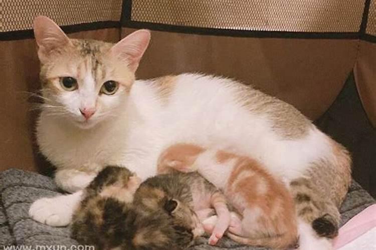 梦见小猫小狗是什么兆头？