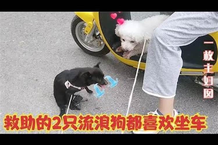 梦见小狗变成儿子