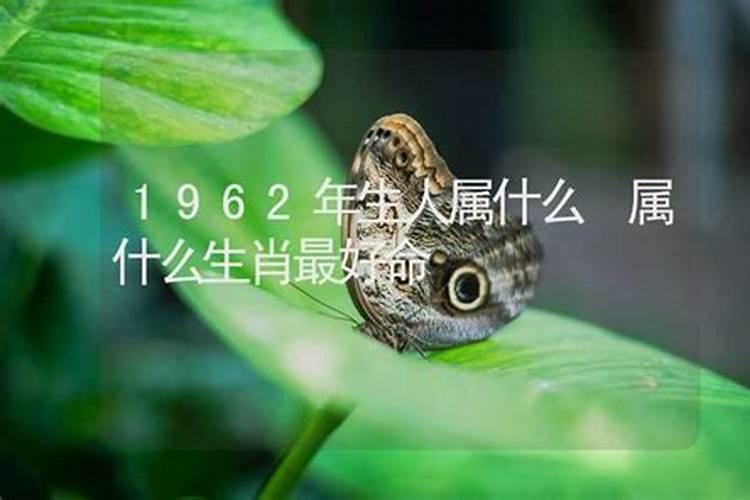 属虎62年2024年每月运程如何