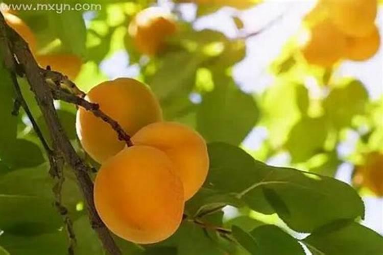 梦到摘杏是什么意思啊 梦到摘杏的含义