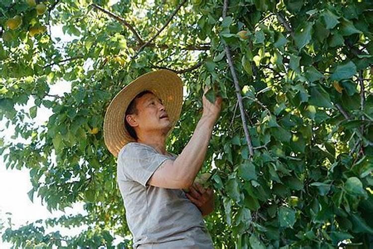 梦见摘杏是什么兆头？