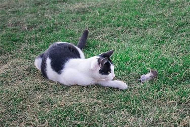 梦到猫抓到老鼠寓意什么