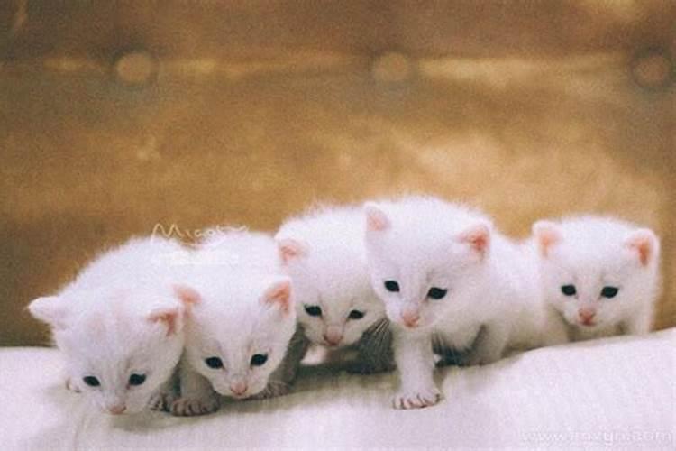 已婚妇女梦见母猫生小猫