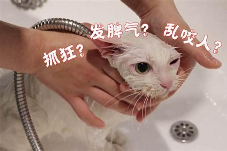 为什么说猫来孝？