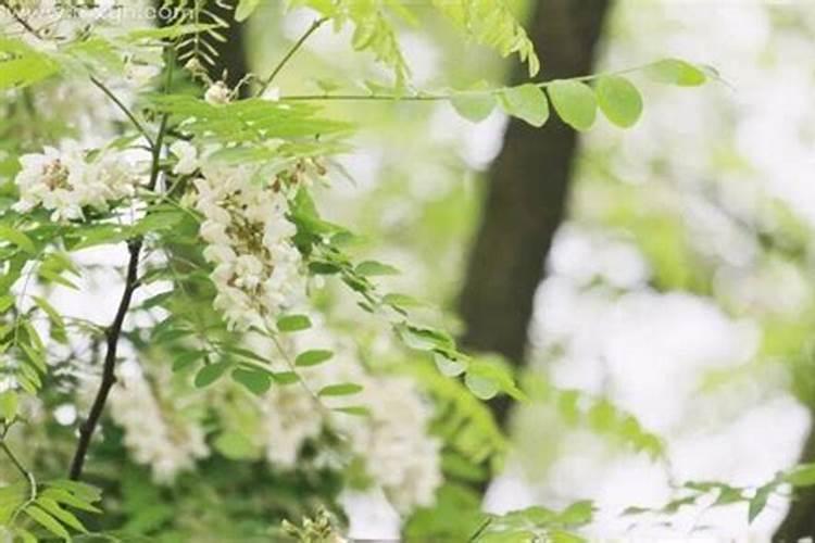 梦见槐树开花是什么意思 为什么梦见槐树开花