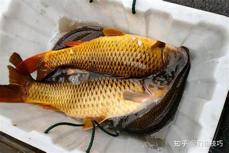 清明节钓鱼不吉利吗