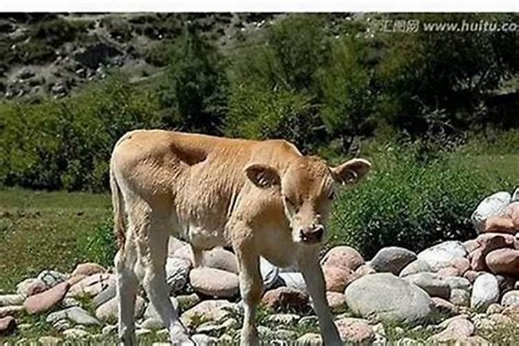犯太岁带什么东西化解