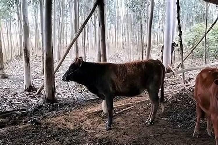 堕胎3次要给婴灵立几个牌位啊？