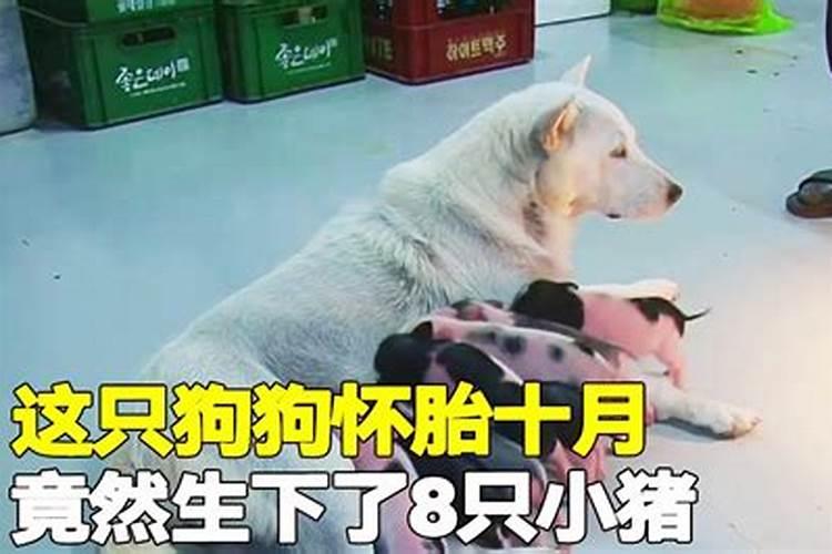 属虎女找什么属相男做情人合适,女属虎找什么属相的男朋友最佳？