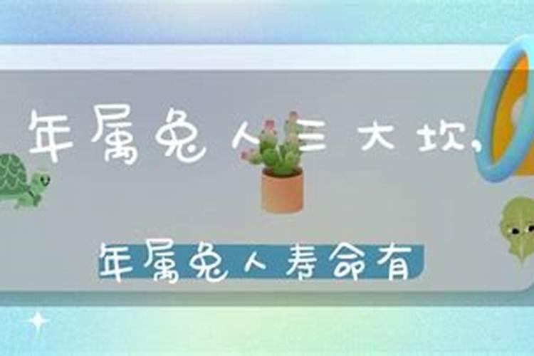 63年的兔2025年的运势怎么样