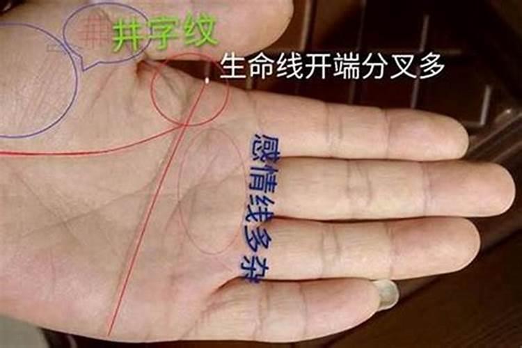 1995年属猪人一生运势如何,95年属猪的一生运势