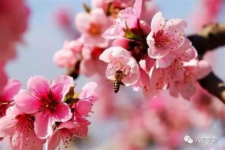 民间五种破桃花运的方法,什么方法最好