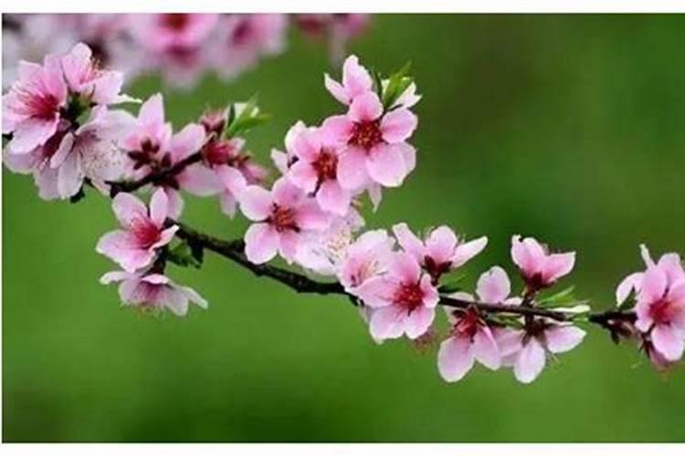 桃花的奥秘:从命理角度解读情感问题