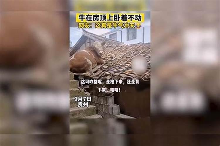 梦见牛是什么意思+周公解梦？