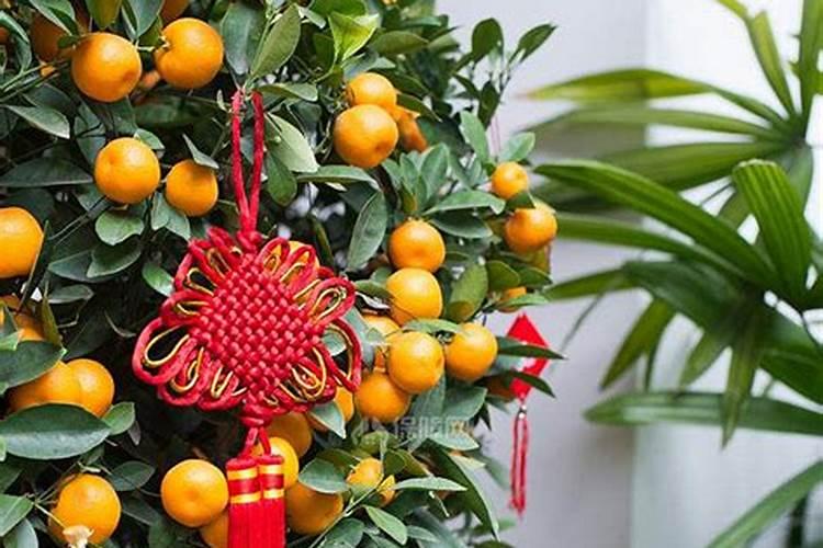 正月十五送什么花