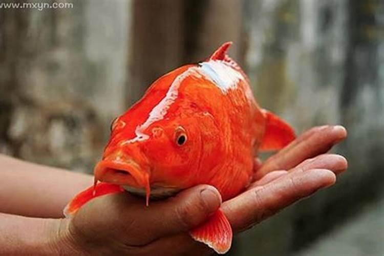 梦见金色鲤鱼