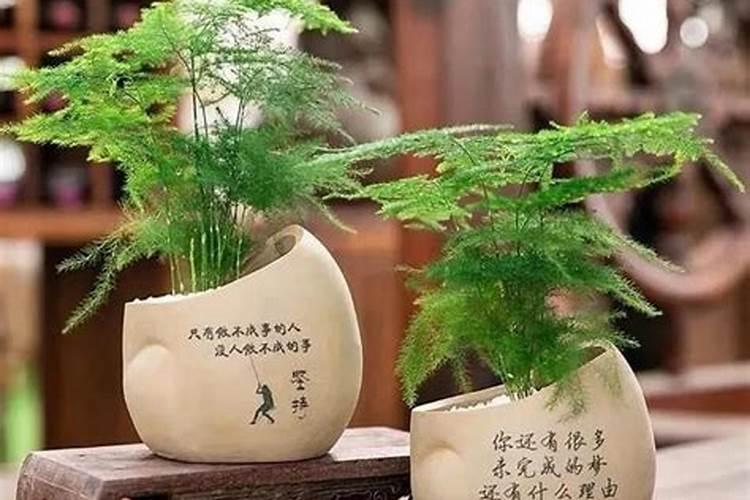 2022年高考家里为什么摆文竹 高考家里摆文竹有什么好处