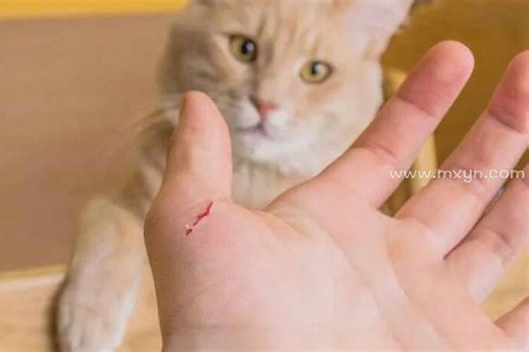 梦见被猫抓伤流血