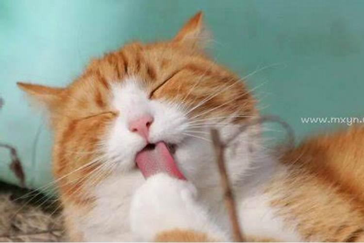 梦到被猫抓伤是什么征兆 女性