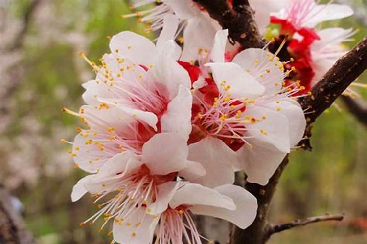 养什么花能旺桃花运