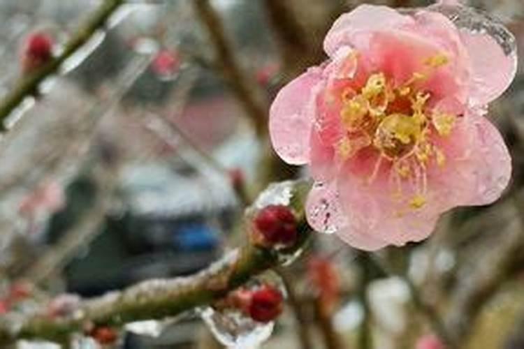 靓女房间摆放什么花旺桃花女生卧室养什么花能旺桃花运