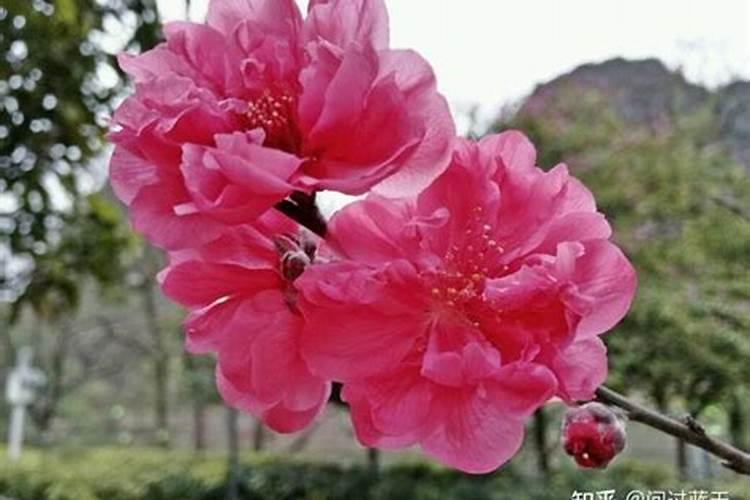 男人犯桃花煞什么表现,如何化解桃花煞