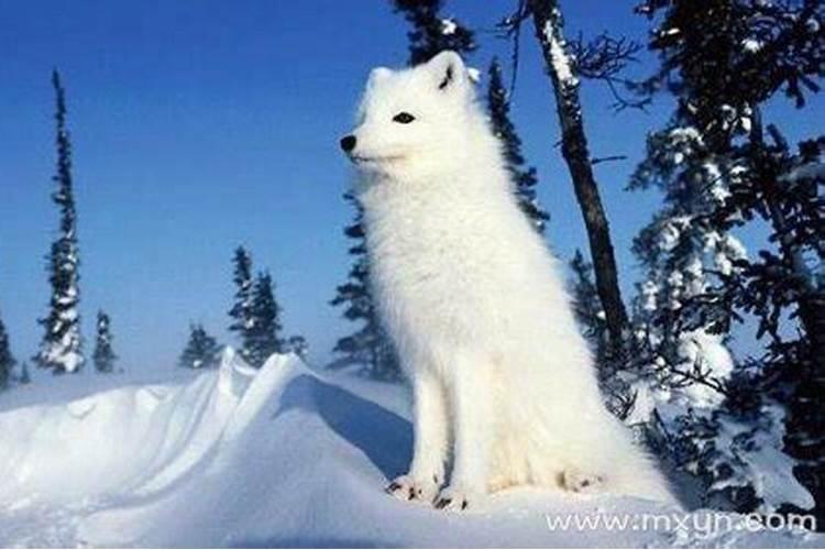 梦见白色狐狸代表什么 梦见白色狐狸什么意思